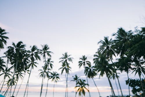 Kostnadsfri bild av kokospalmer, Palmer, träd