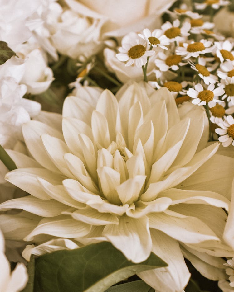 White Dahlia And Chamomile Flowers