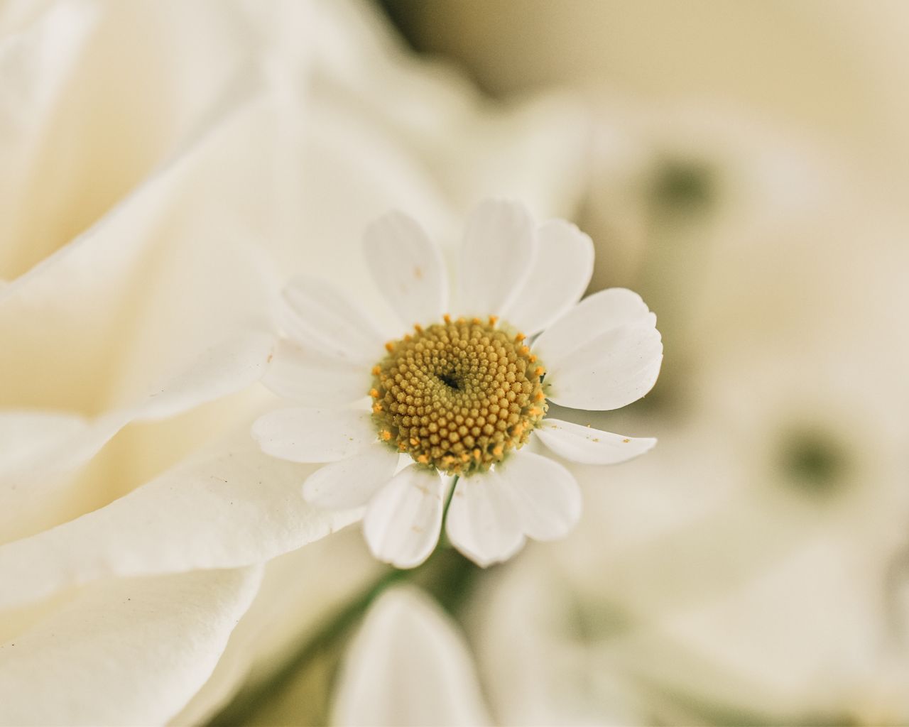 close up of a delicate white chamomile flower with soft petals and gen