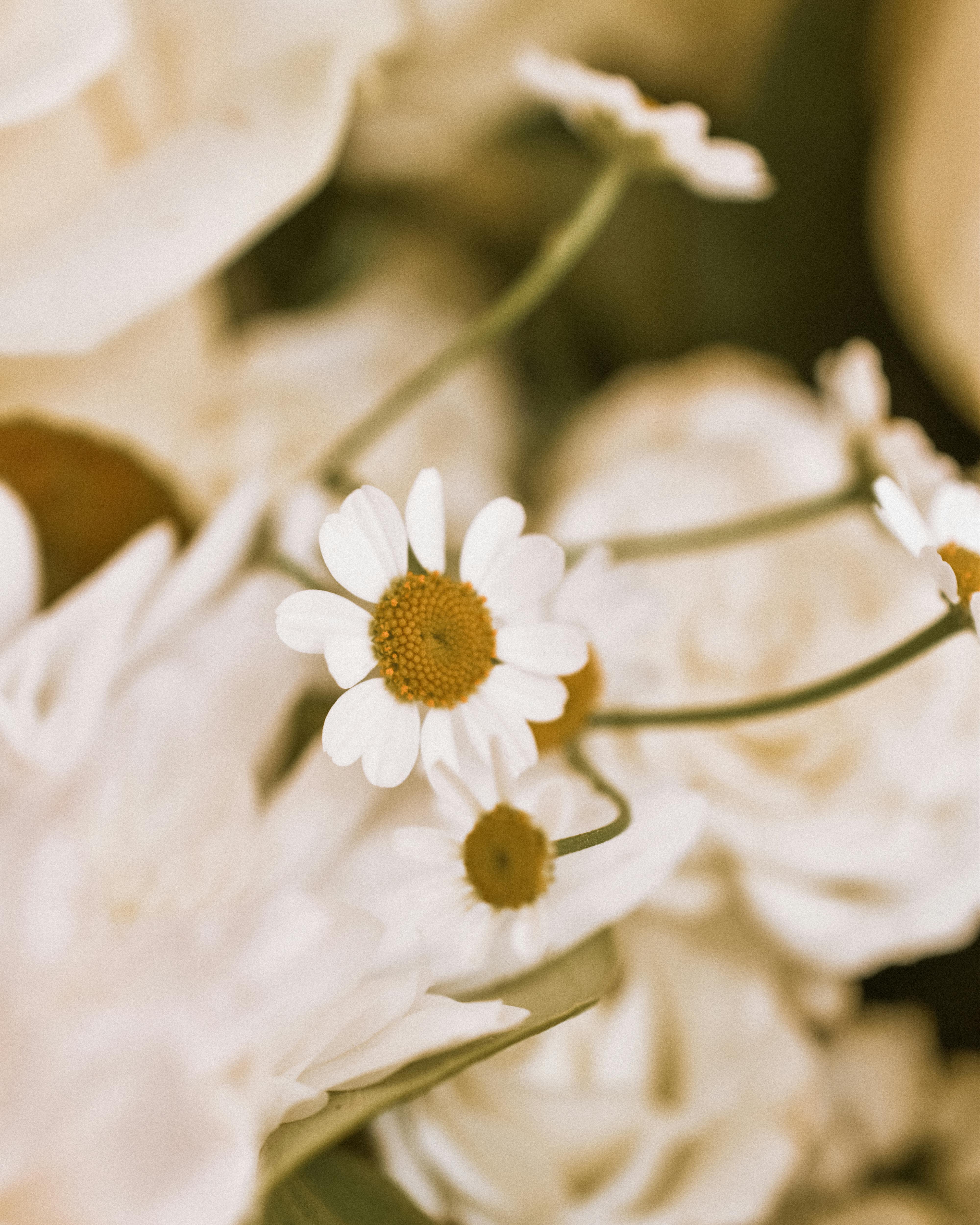 The Ultimate Guide to Ceramic Rings for Fish Tanks Benefits, Types