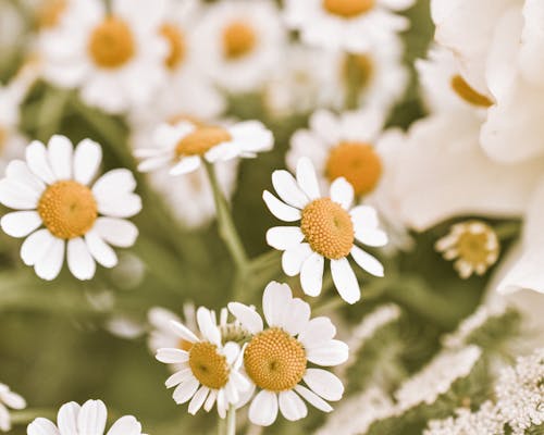 คลังภาพถ่ายฟรี ของ การเจริญเติบโต, ดอกคาโมไมล์, ดอกไม้