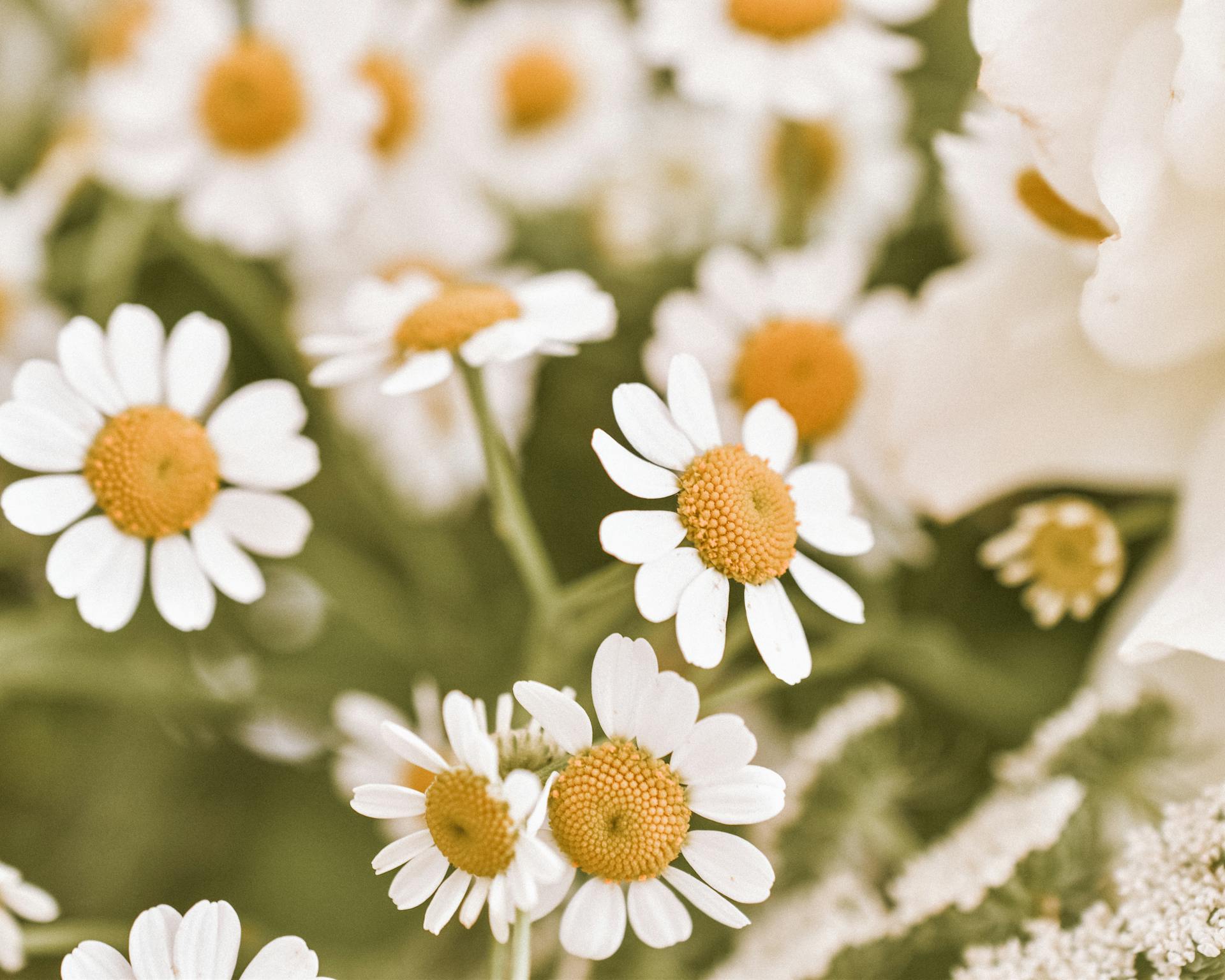 Beautiful close-up of chamomile flowers showcasing their delicate white petals and vibrant centers.