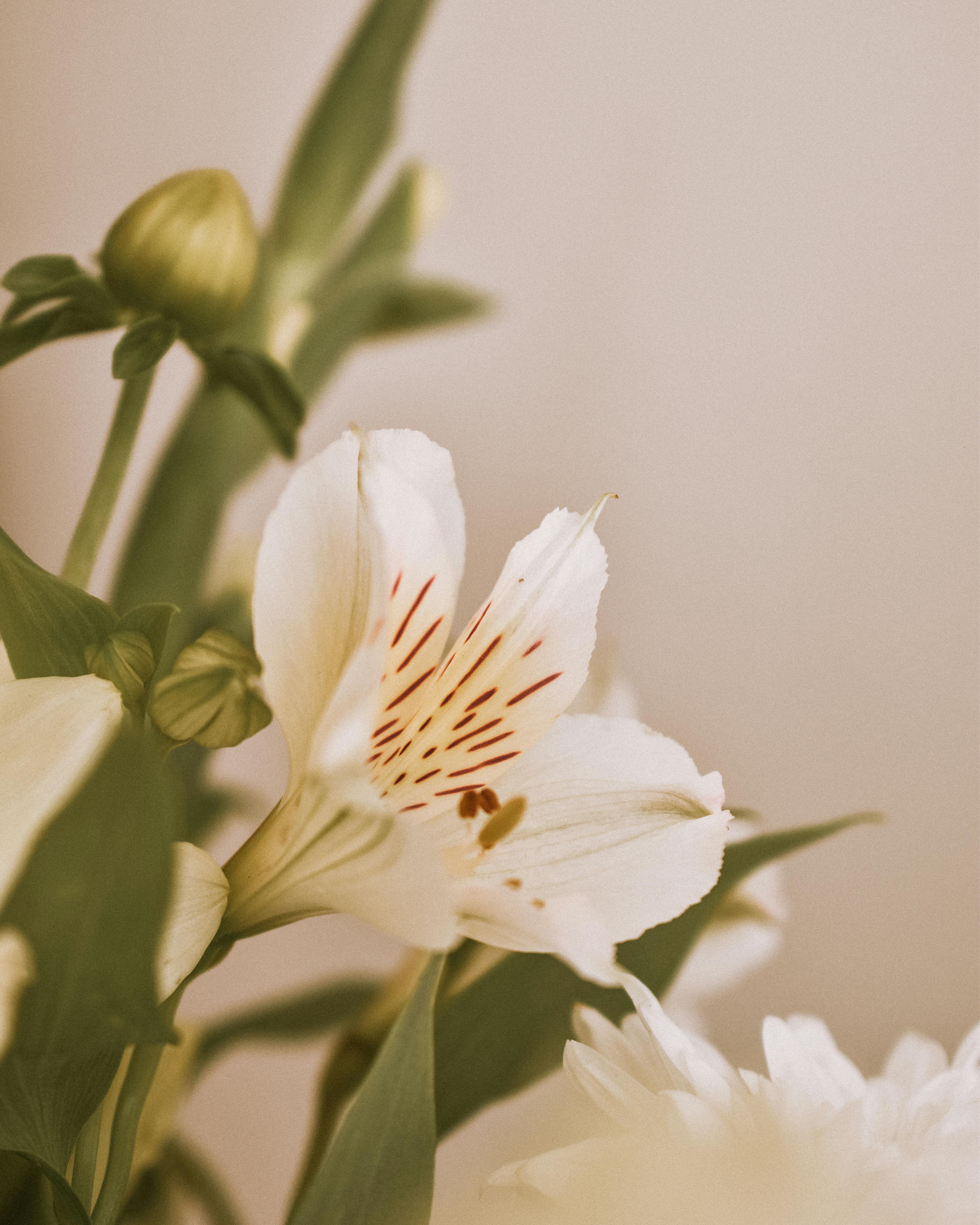 Delicate white lily with visible petals and buds in soft focus, exuding freshness and tranquility.