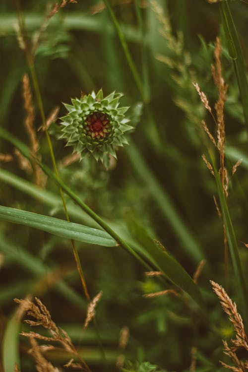 Gratis stockfoto met bloem, distel, knop