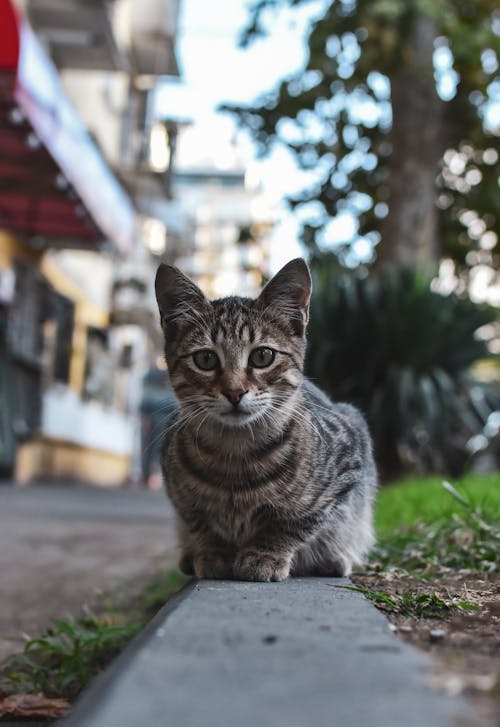 Cat Sitting on the Curb