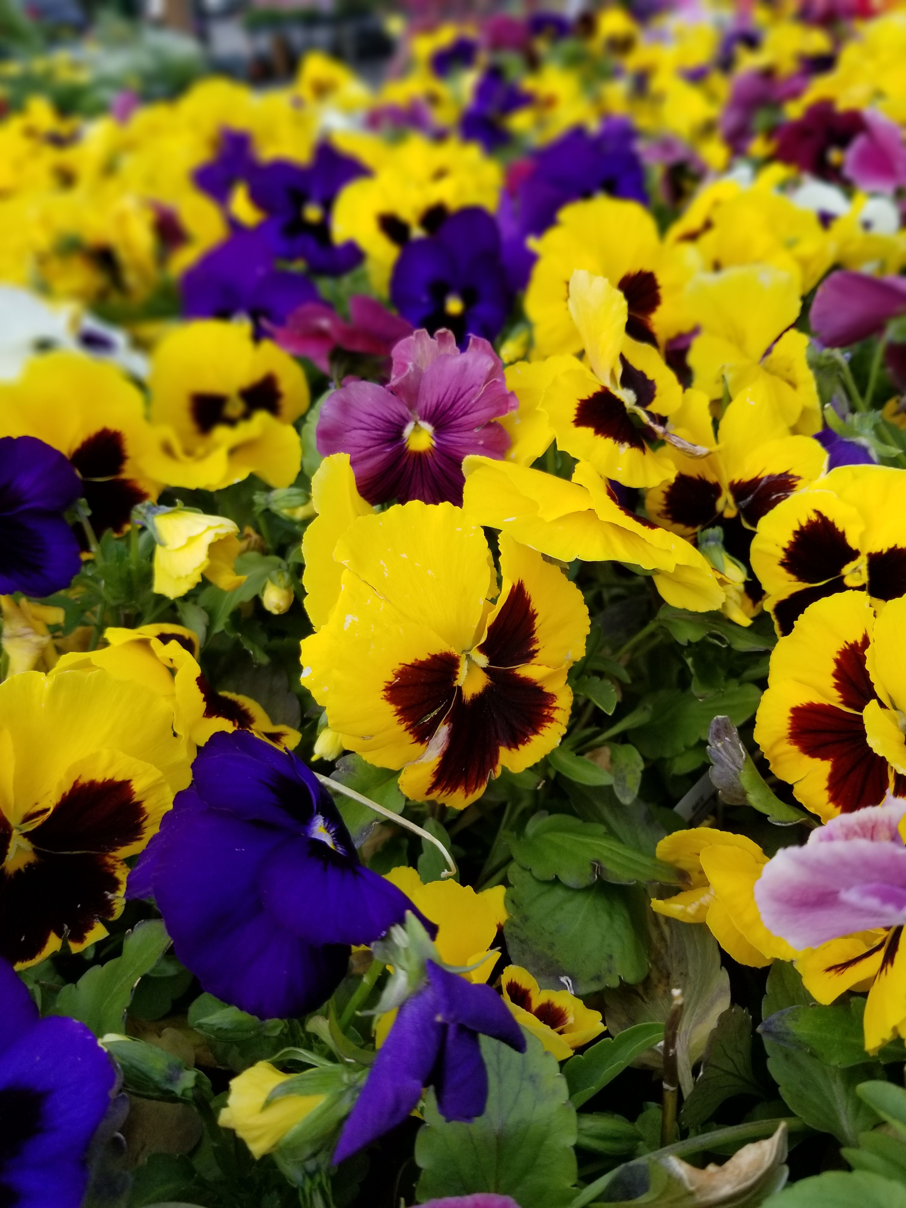 パンジー 花の無料の写真素材