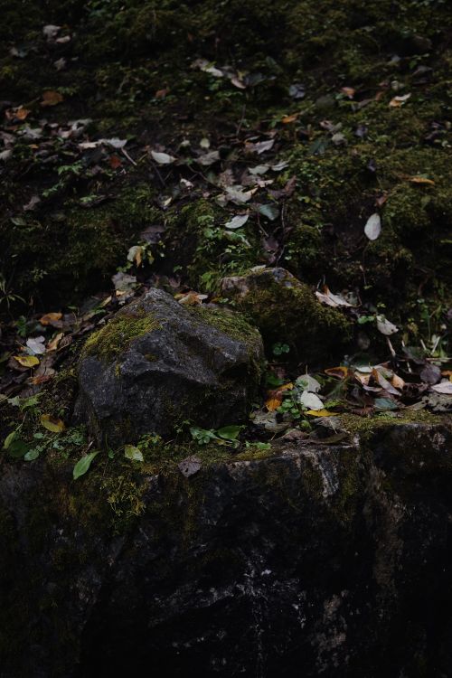 Free A serene shot of moss-covered rocks adorned with fallen autumn leaves, capturing the essence of nature's beauty. Stock Photo