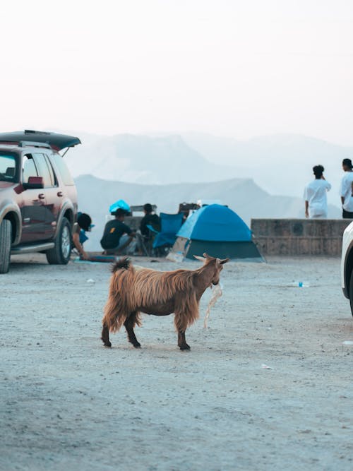 A Goat Standing near a Car and a Tent in Mountains 