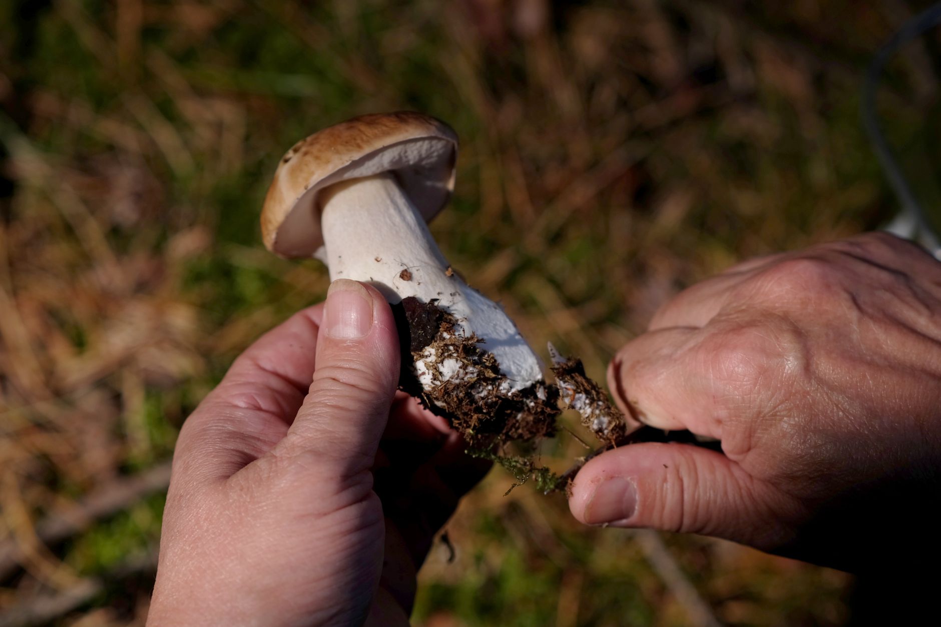 Close-up of hands cleaning a freshly harvested porcini mushroom outdoors in the forest.