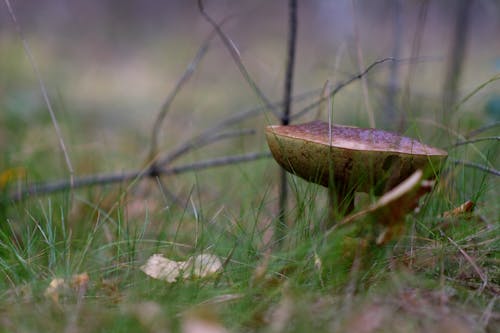 Photos gratuites de automne, champignons, fungi