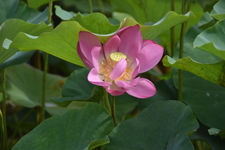 Pink Lotus Flower Among Green Leaves 