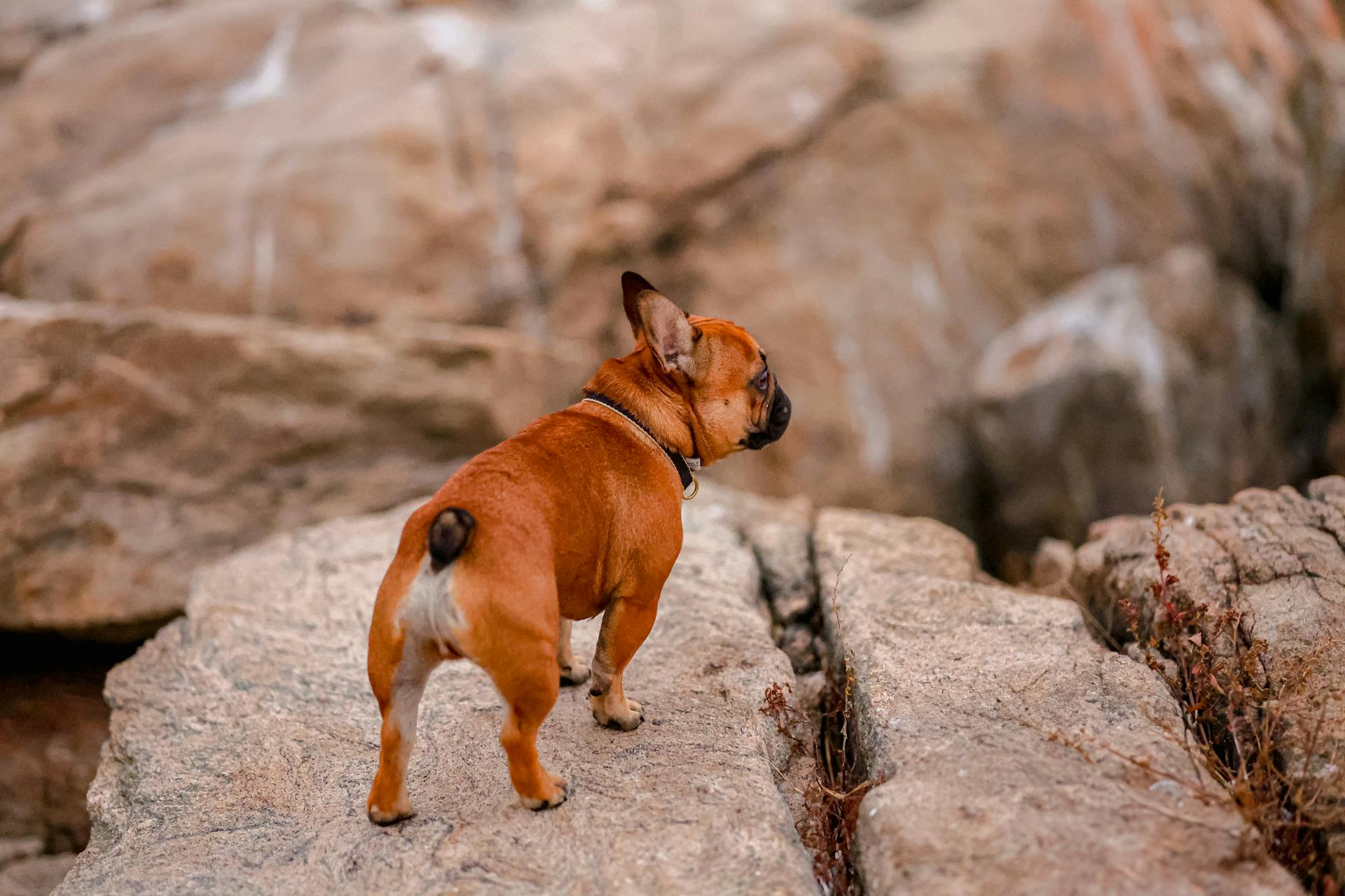 French Bulldog on a Rock