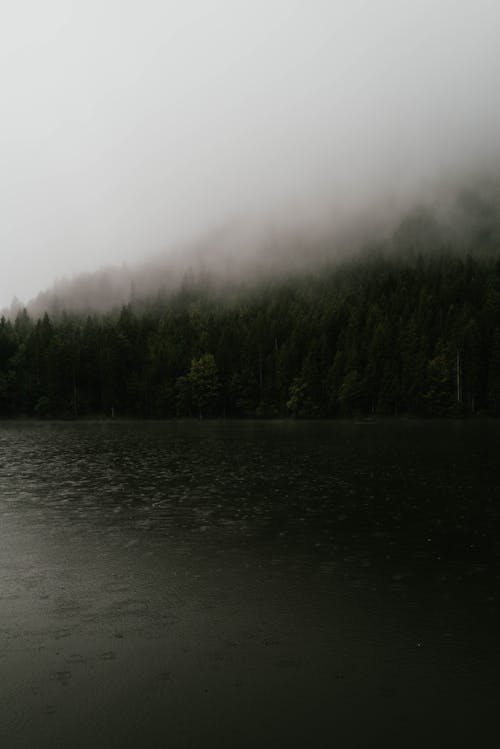 Lake by the Coniferous Forest in Fog 