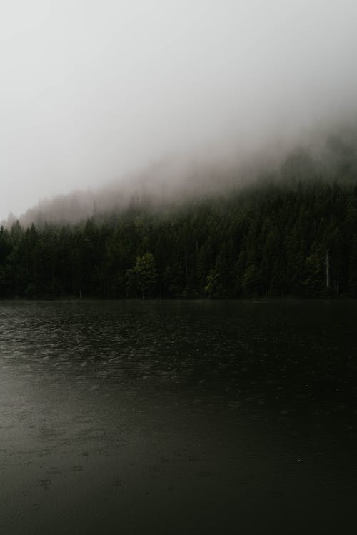 Free Lake by the Coniferous Forest in Fog  Stock Photo