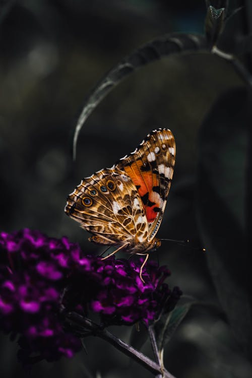 Immagine gratuita di farfalla, fiore viola, fotografia naturalistica