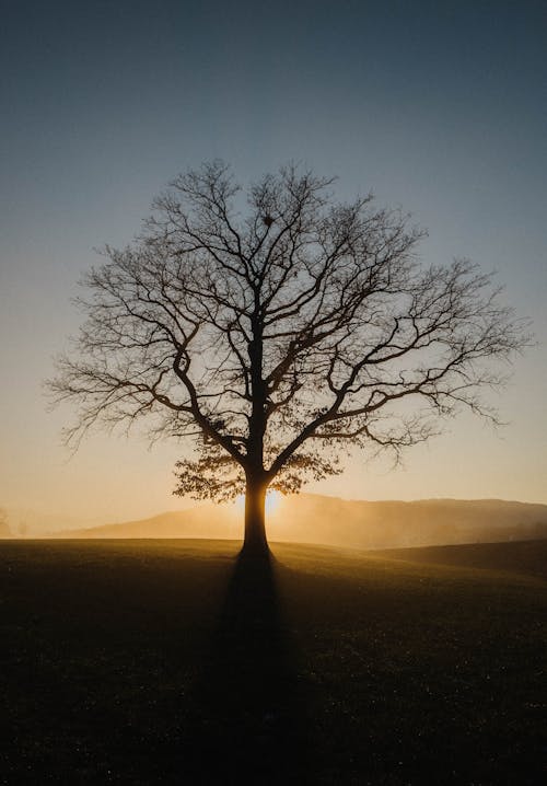 Silhouette of an Empty Tree During Sunset