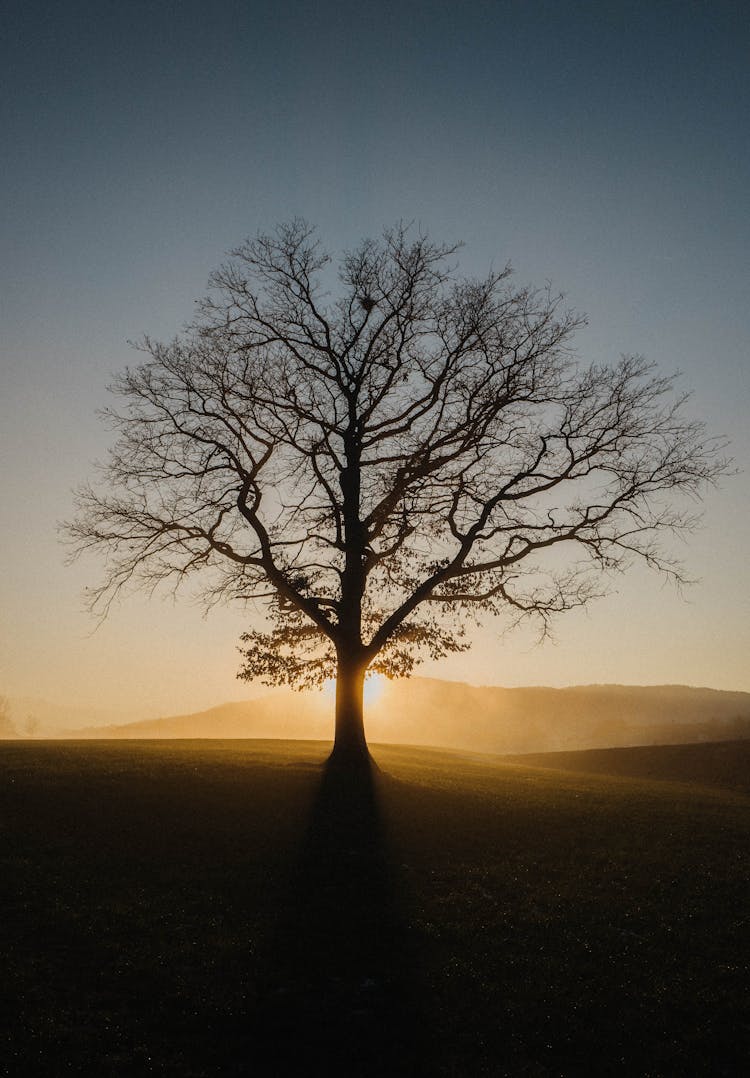 Silhouette Of An Empty Tree During Sunset