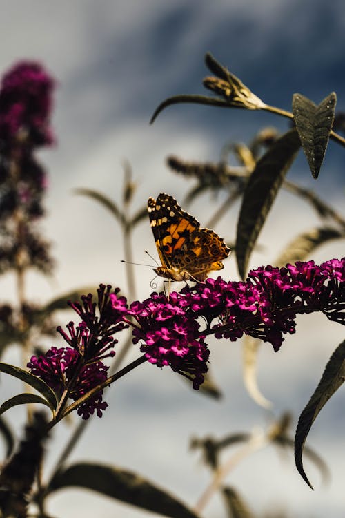 Butterfly Sitting on Pink Flowers on a Branch