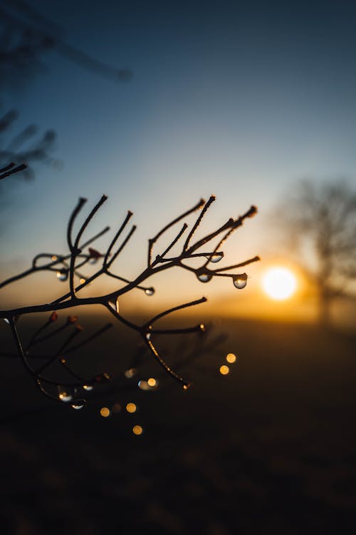 Kostenloses Stock Foto zu alter baum, ast, blauer himmel