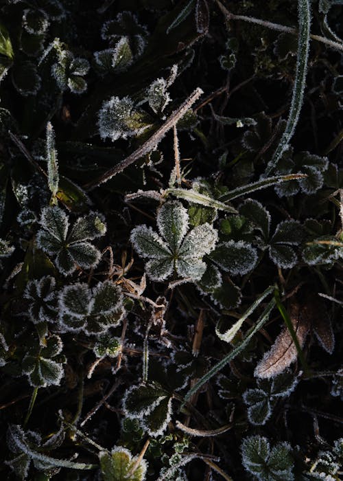 Leaves in Frost