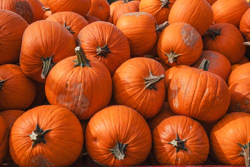 Bunch of Orange Pumpkins