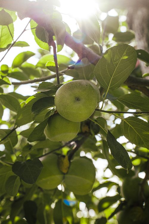 Free Close-up of green apples hanging on a sunny tree branch, surrounded by lush foliage. Stock Photo