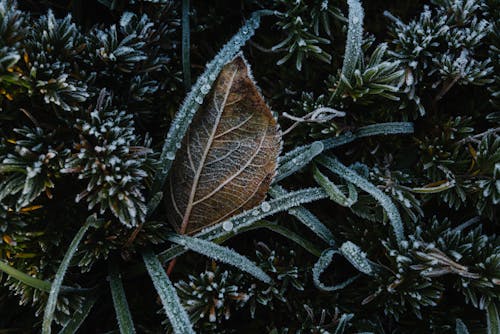 Leaf Among Coniferous Branches Covered with Frost 