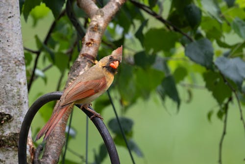 Imagine de stoc gratuită din cardinalul nordic, faună sălbatică, hd