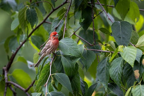 깃털, 나무, 나뭇잎의 무료 스톡 사진