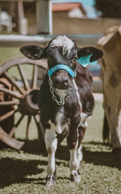 Gratis stockfoto met boerderij, dierenfotografie, gras