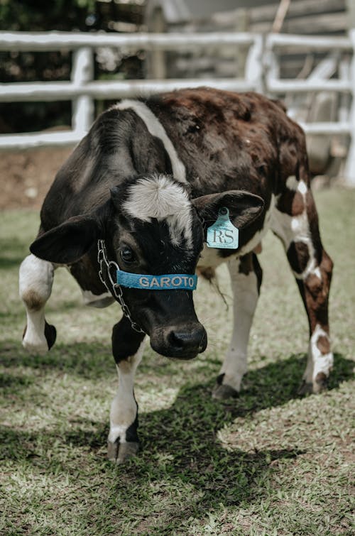A Cow on a Farm 
