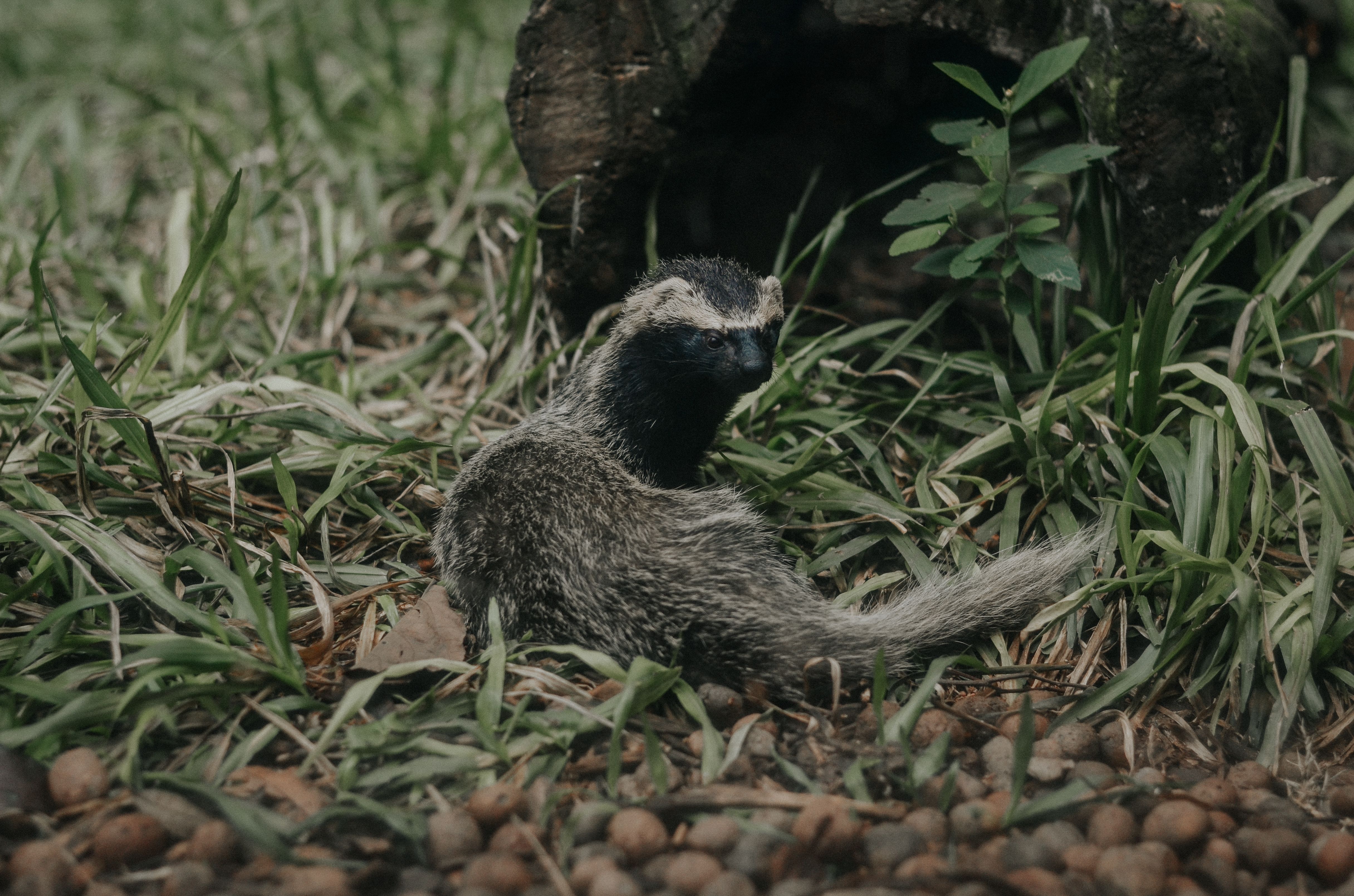 Skunk