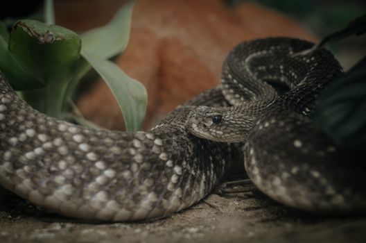 snake photo