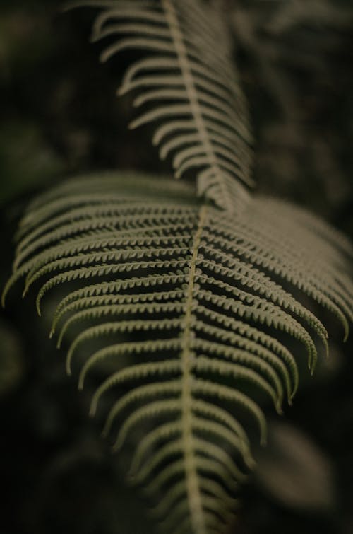 Fern Leaves in a Garden