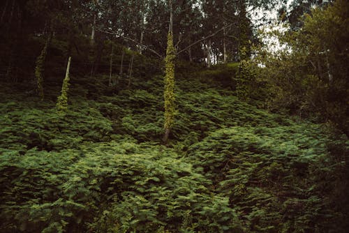Bushes and Trees in Deep Forest