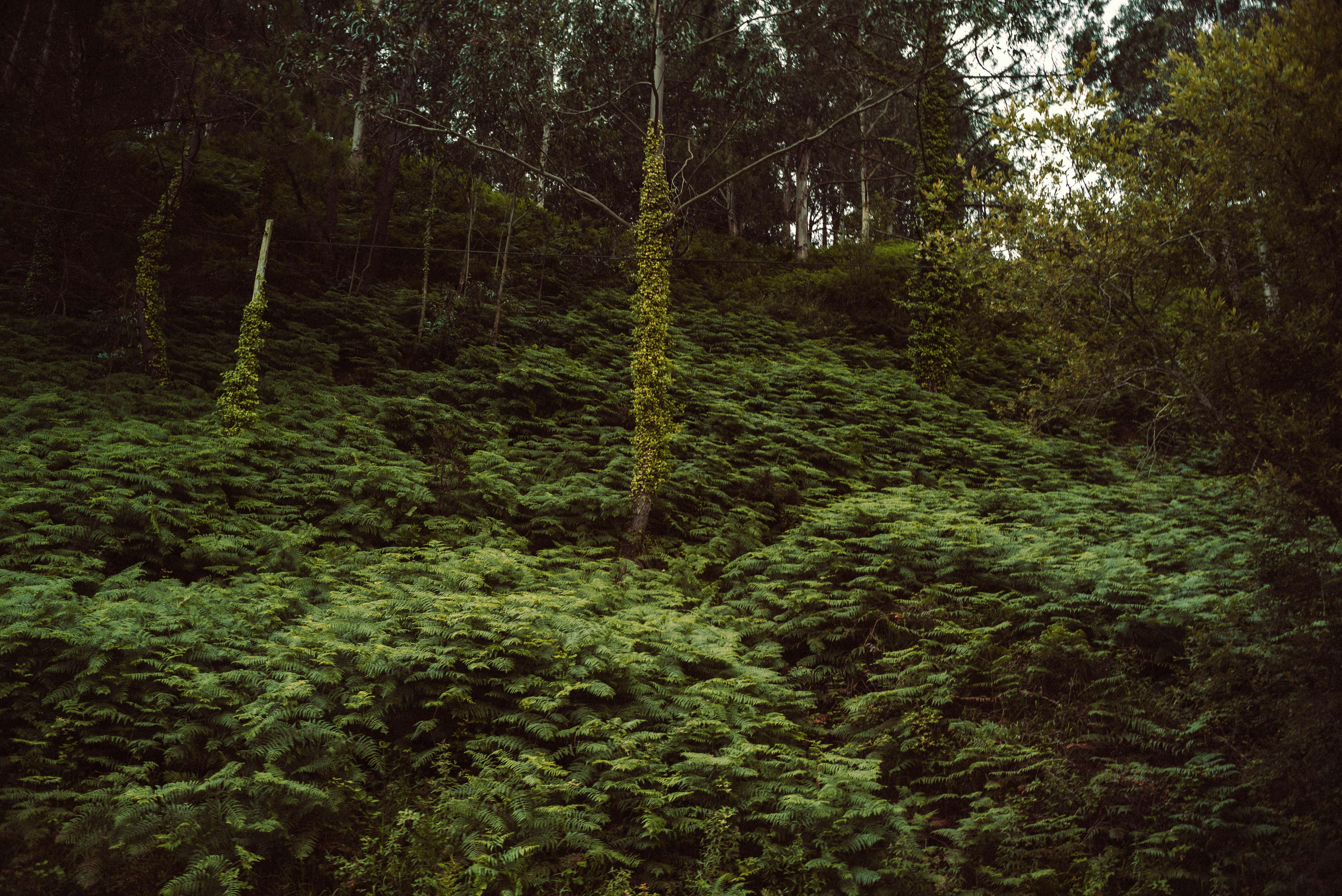 トップス *Rare* A/W 04 More Forest, Less Bushes Bushes and Trees in Deep Forest · Free Stock Photo