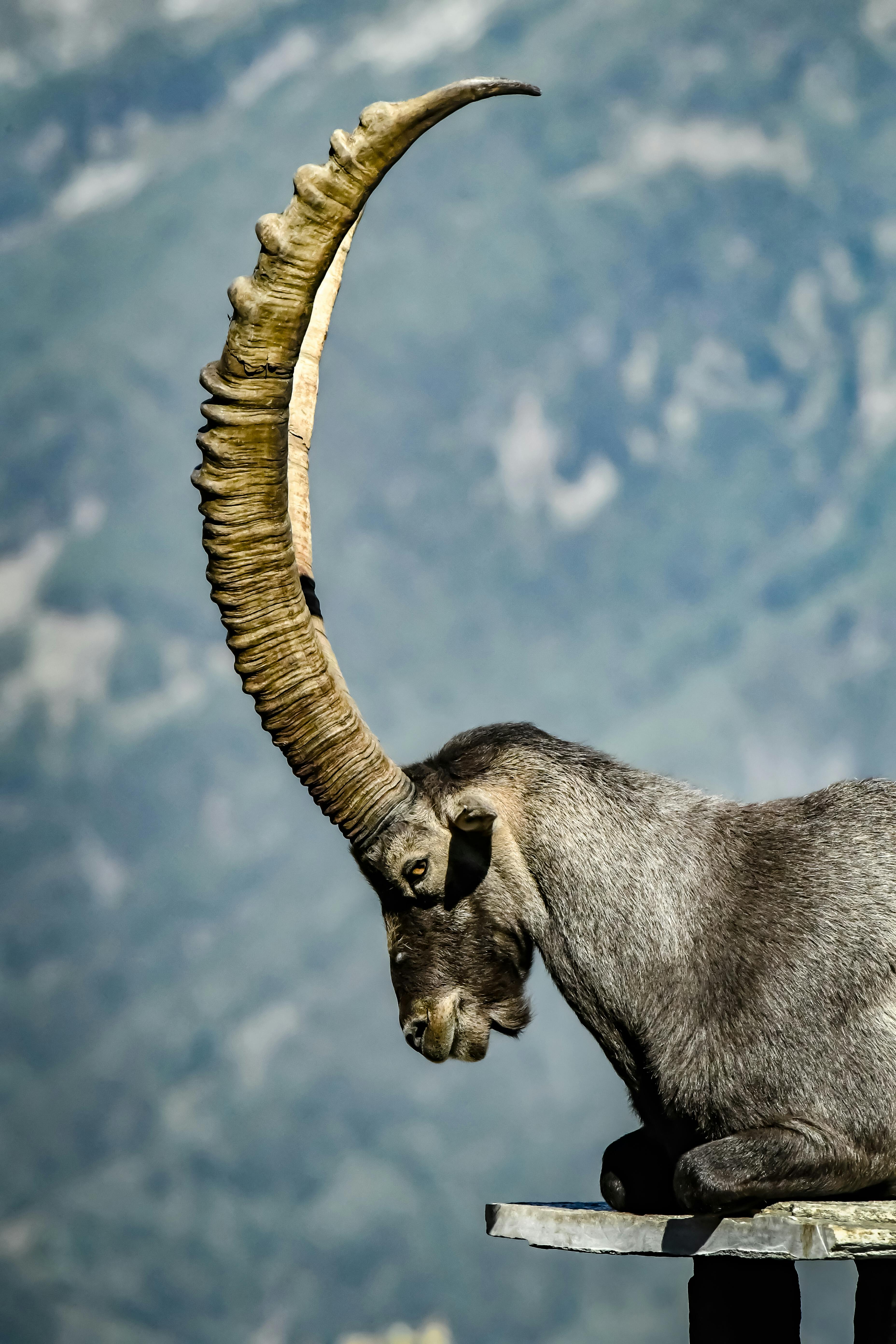 Gratuit Photos gratuites de alpes, animal, animal à cornes Photos