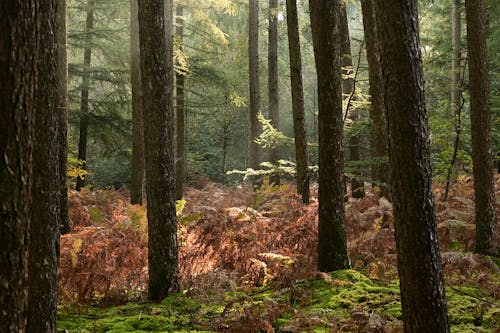 View of a Forest with Dry Fern 