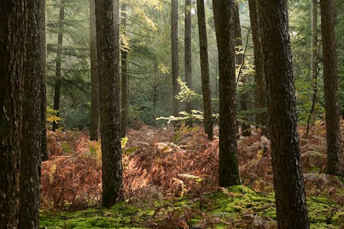 Immagine gratuita di alberi, ambiente, autunno