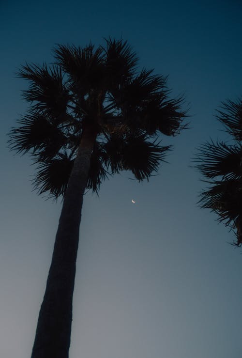 Silhouettes of Palms at Night 