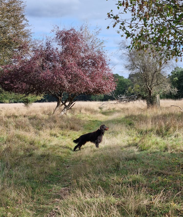 Gordon Setter