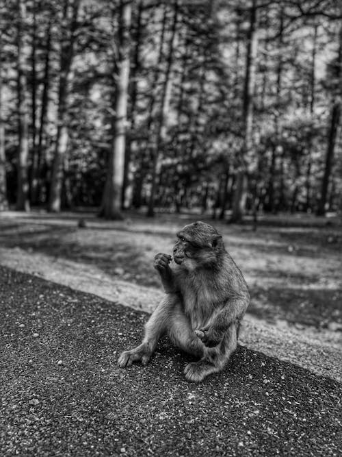 バナナ, 動物, 屋外のポートレートの無料の写真素材