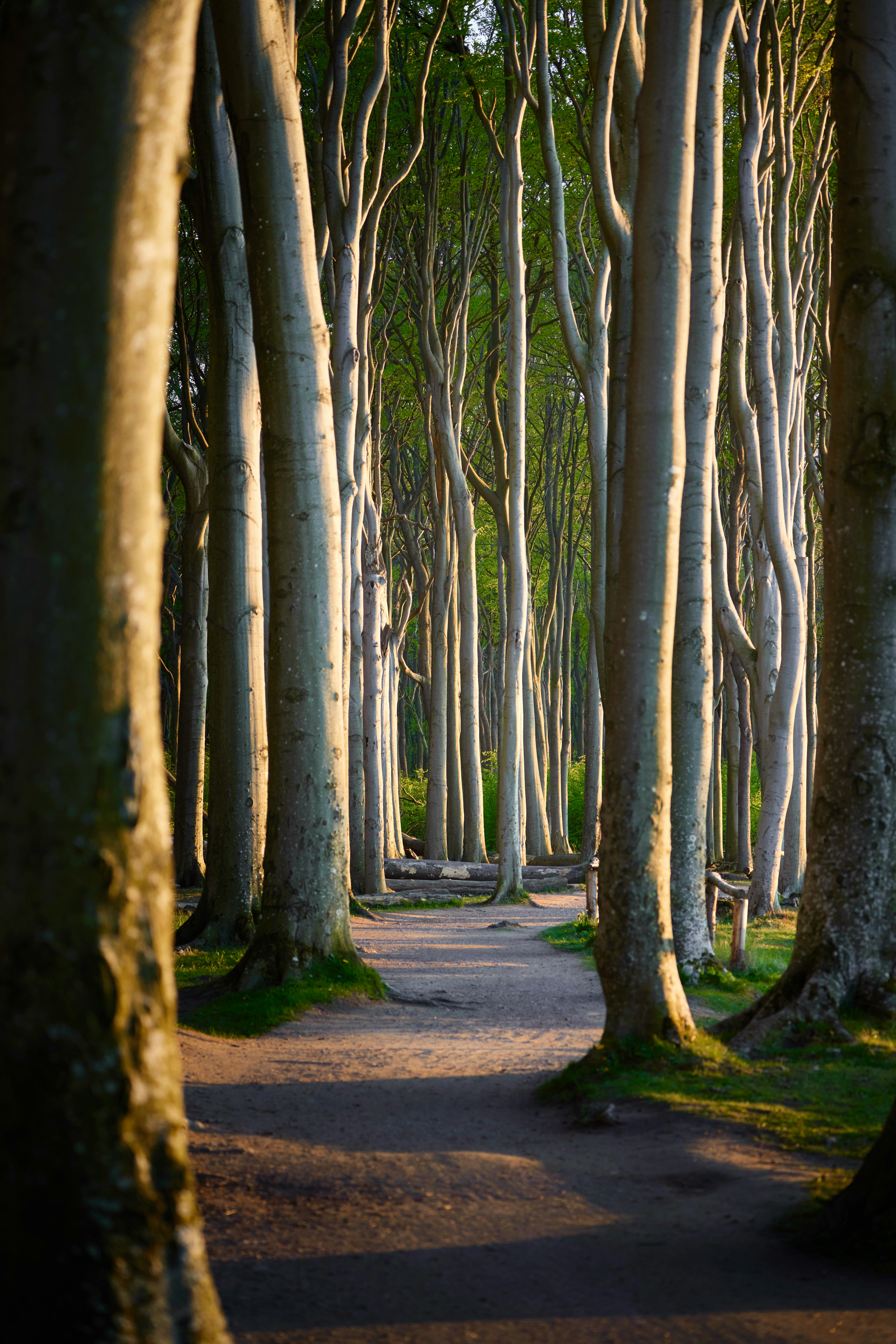 A tranquil footpath surrounded by tall trees in a serene forest during sunset, showcasing nature's beauty.