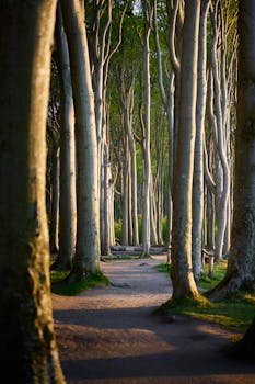 A tranquil footpath surrounded by tall trees in a serene forest during sunset, showcasing nature's beauty.
