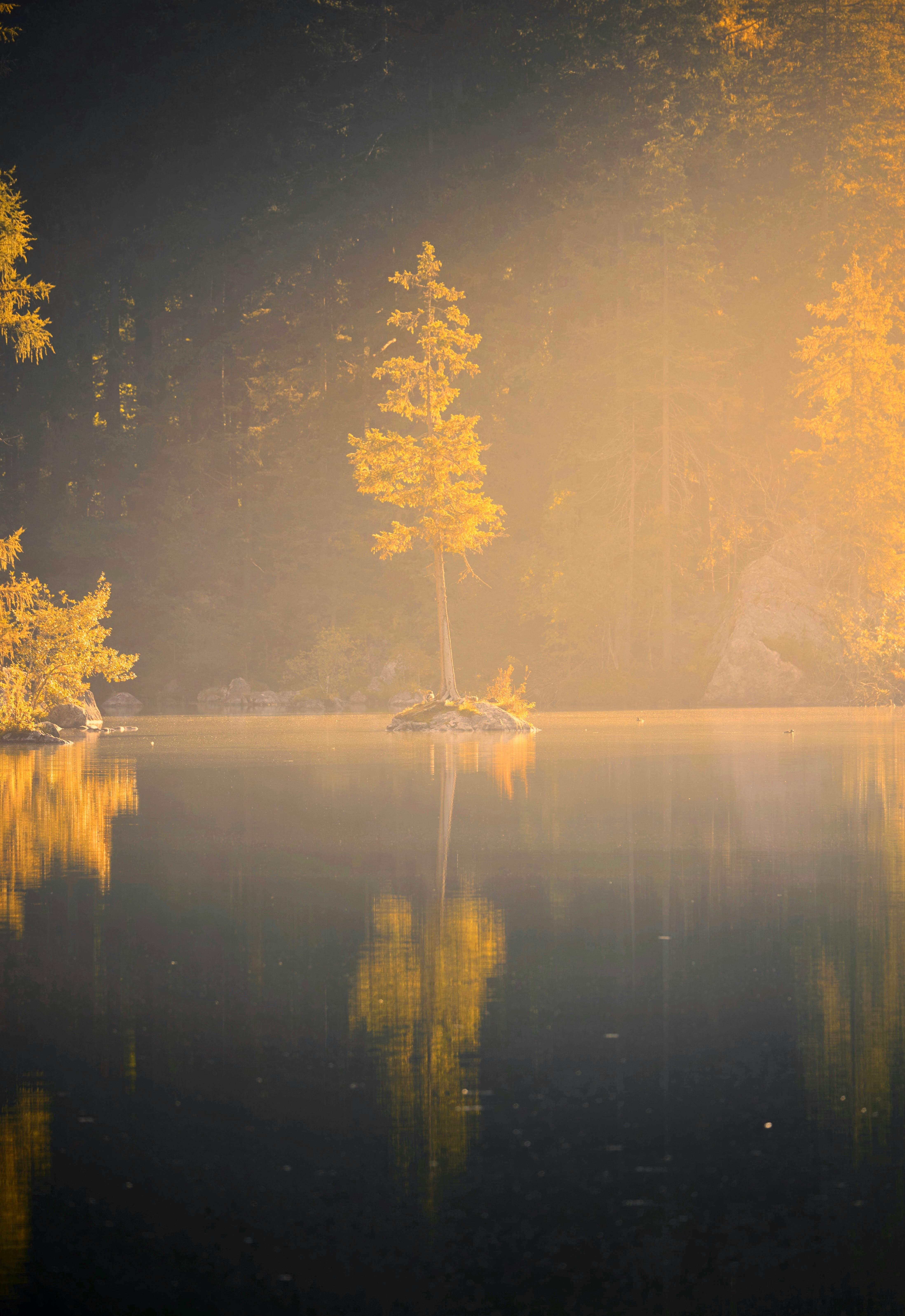 Serene forest lake scene at sunrise with golden tree reflections, capturing nature's quiet beauty.