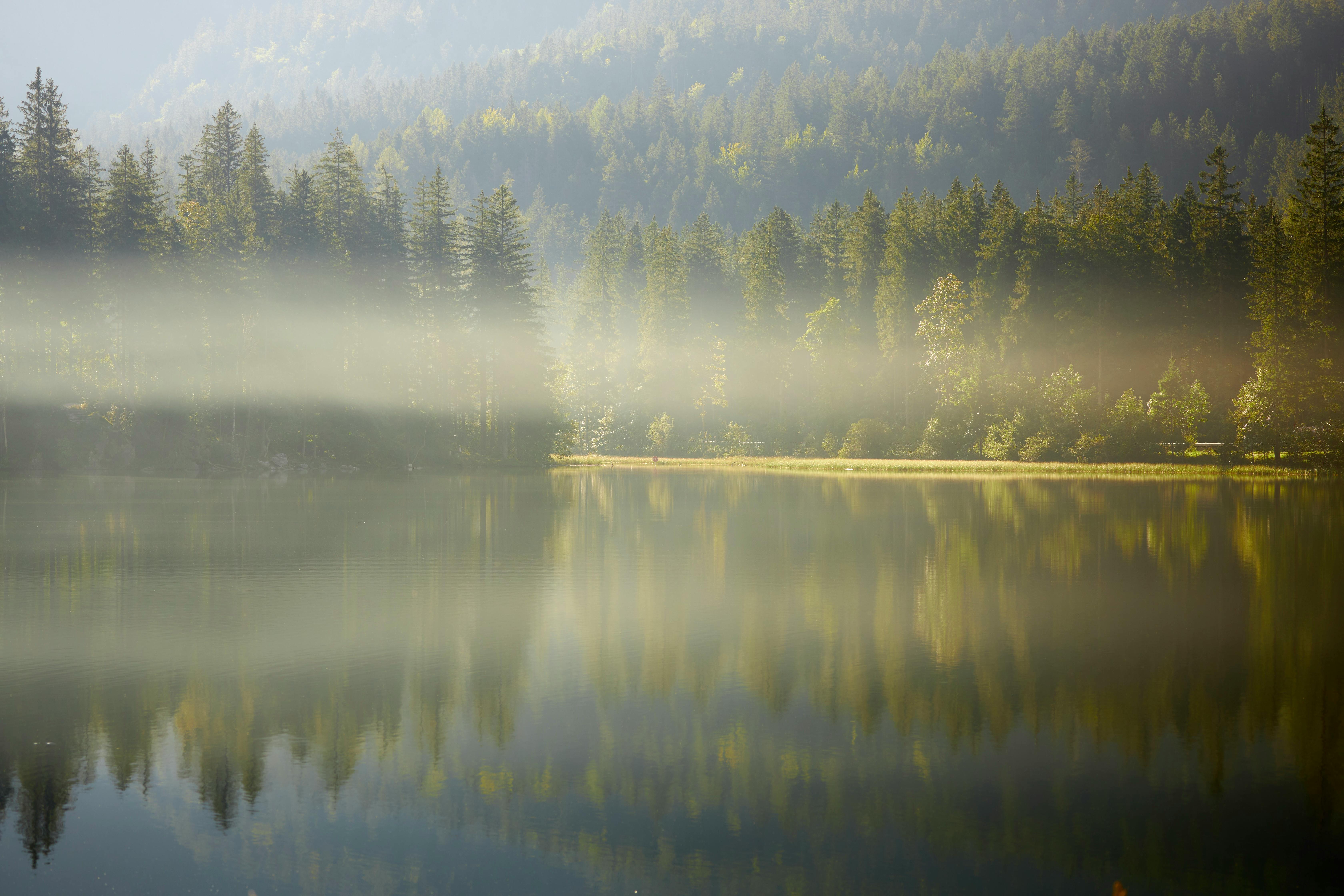 Can Nopal Supplements Help With Detoxification? Can Nopal Supplements Help With Detoxification?