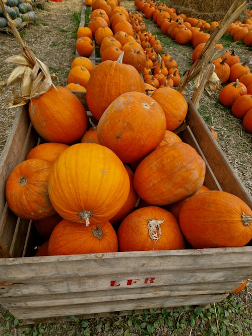 Foto d'estoc gratuïta de carabassa, carabasses