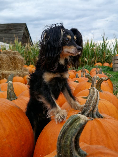 Portrait of a Black Russkiy Toy Dog Standing between Raw Pumpkins