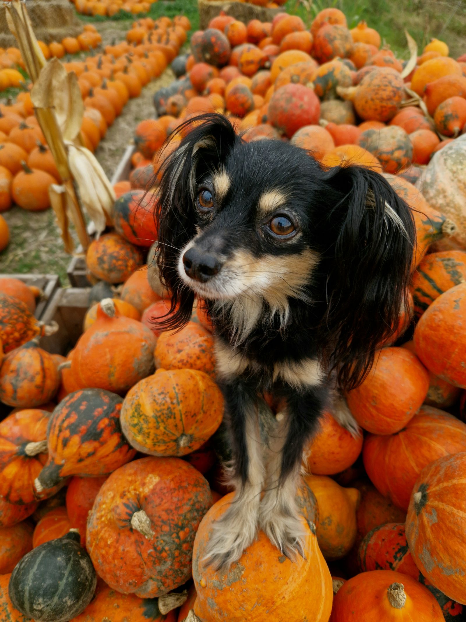 A small dog sitting among orange pumpkins outdoors in autumn.