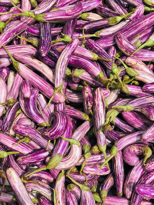 Abundance of Eggplants